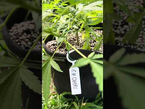 GH Cheese Day 46 Homegrown Cannabis in Tropical Thailand Weed Outdoor Grow marijuana #BudHead