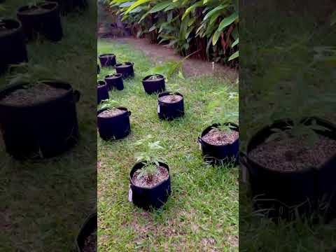 Garden Day 24 | | Homegrown Cannabis in Tropical Thailand | Outdoor Grow | #BudHead
