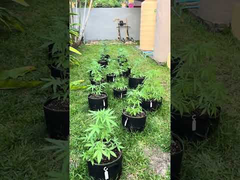 Garden Day 33 | Homegrown Cannabis in Tropical Thailand | Outdoor Grow | #BudHead