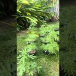 Garden Day 36 | Homegrown Cannabis in Tropical Thailand | Weed Outdoor Grow | #BudHead