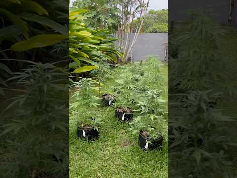 Garden Day 40 | Homegrown Cannabis in Tropical Thailand | Weed Outdoor Grow | #BudHead