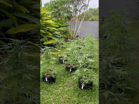 Garden Day 43 | Homegrown Cannabis in Tropical Thailand | Weed Outdoor Grow | #BudHead