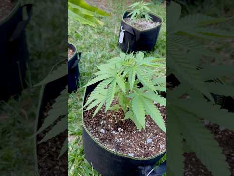 Holly Snow Day 24 | Homegrown Cannabis in Tropical Thailand | Outdoor Grow | #BudHead