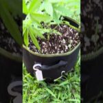 Holly Snow Day 33 | Homegrown Cannabis in Tropical Thailand | Weed Outdoor Grow | #BudHead
