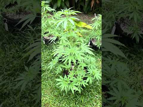 Holly Snow Day 38 | Homegrown Cannabis in Tropical Thailand | Weed Outdoor Grow | #BudHead
