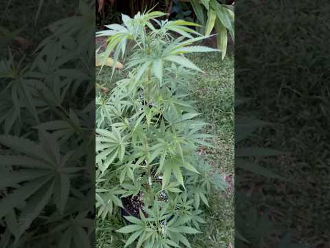 Holly Snow Day 40 | Homegrown Cannabis in Tropical Thailand | Weed Outdoor Grow | #BudHead
