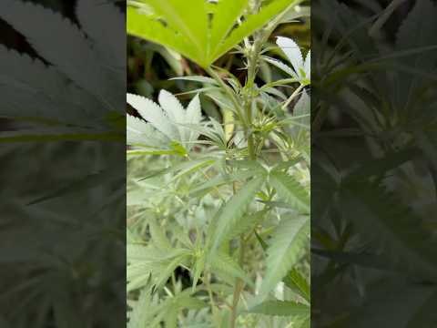 Holly Snow Day 43  | Homegrown Cannabis in Tropical Thailand | Weed Outdoor Grow | #BudHead