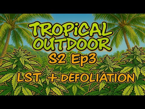 Homegrown Cannabis in Tropical Thailand 2025 | Outdoor Grow 2025 Season 2 Episode 3 #BudHead