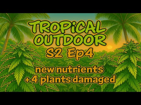 Homegrown Cannabis in Tropical Thailand 2025 | Outdoor marijuana grow Season 2 Episode 4 #BudHead