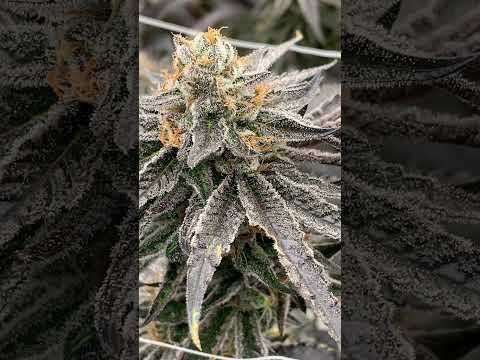 Incredible Growth! Before We Trim Our Thai Cannabis