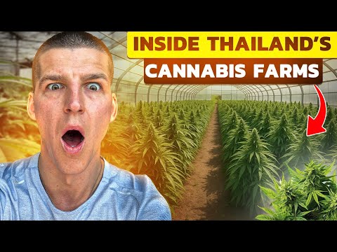 Inside Thailand’s Legal Cannabis Farms 🇹🇭