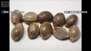 海水パンツに大麻種子　タイから密輸か【スーパーJチャンネル】(2025年8月21日)