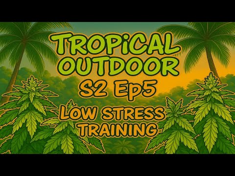 Low Stress Training Cannabis in Tropical Thailand 2025 Outdoor marijuana grow S. 2 Ep. 5 #BudHead
