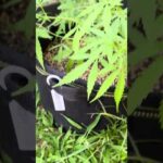 Nevil Haze Day 54 | Homegrown Cannabis in Tropical Thailand | Weed Outdoor Grow | #BudHead