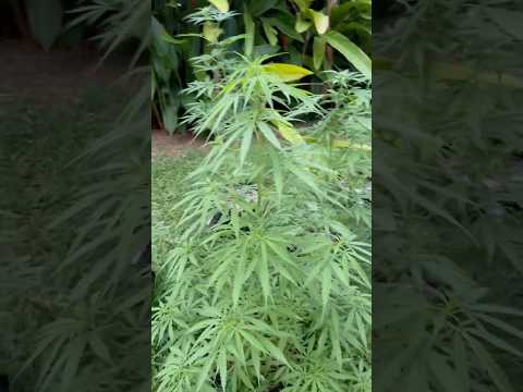 Neville’s Haze Day 64 |  | Homegrown Cannabis in Tropical Thailand | Weed Outdoor Grow | #BudHead