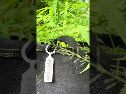 Neville’s Haze Day 66 | Homegrown Cannabis in Tropical Thailand Weed Outdoor Grow marijuana #BudHead