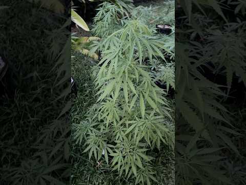 Neville’s haze Day 61 | Homegrown Cannabis in Tropical Thailand | Weed Outdoor Grow | #BudHead
