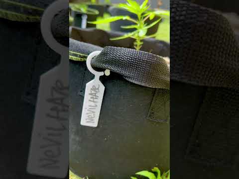 Nevil’s Haze Day 39 | Homegrown Cannabis in Tropical Thailand | Outdoor Grow | #BudHead