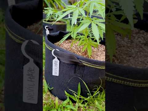Nevil’s Haze Day 45 | | Homegrown Cannabis in Tropical Thailand | Outdoor Grow | #BudHead