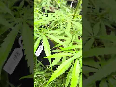 Nevil’s Haze Day59 | | Homegrown Cannabis in Tropical Thailand | Weed Outdoor Grow | #BudHead