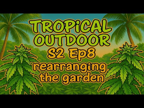 Rearrange Weed Homegrown Cannabis Tropical Thailand 2025 Outdoor Marijuana grow S. 2 Ep. 8 #BudHead