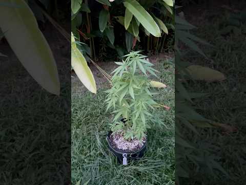 Super Critical #1 Day 40  | Homegrown Cannabis in Tropical Thailand | Weed Outdoor Grow | #BudHead