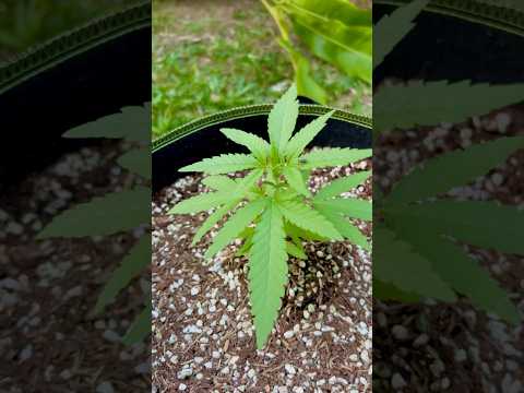 Super Critical #1 Day 45 | | Homegrown Cannabis in Tropical Thailand | Outdoor Grow | #BudHead
