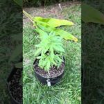 Super Critical #1 Day 54 | Homegrown Cannabis in Tropical Thailand | Weed Outdoor Grow | #BudHead