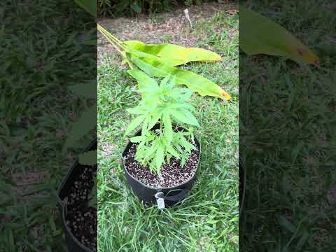 Super Critical #1 Day 54 | Homegrown Cannabis in Tropical Thailand | Weed Outdoor Grow | #BudHead