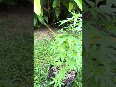 Super Critical #1 Day 59 | Homegrown Cannabis in Tropical Thailand | Weed Outdoor Grow | #BudHead