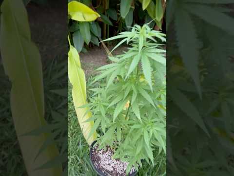 Super Critical #1 Day 64  | Homegrown Cannabis in Tropical Thailand | Weed Outdoor Grow | #BudHead