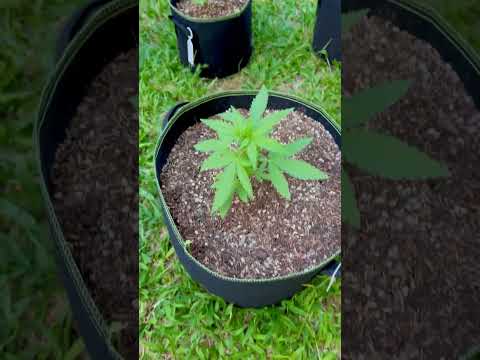 Super Critical #2 Day 24 | Homegrown Cannabis in Tropical Thailand | Outdoor Grow | #BudHead