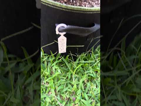 Super Critical #2 Day 33 | Homegrown Cannabis in Tropical Thailand | Outdoor Grow | #BudHead