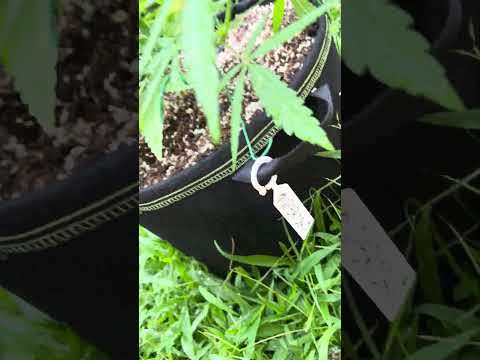 Super Critical #2 Day 38 | Homegrown Cannabis in Tropical Thailand | Weed Outdoor Grow | #BudHead