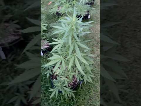 Super Critical  #2 Day 40 | Homegrown Cannabis in Tropical Thailand | Weed Outdoor Grow | #BudHead