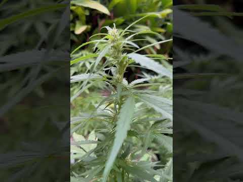 Super Critical #2 Day 43  | Homegrown Cannabis in Tropical Thailand | Weed Outdoor Grow | #BudHead