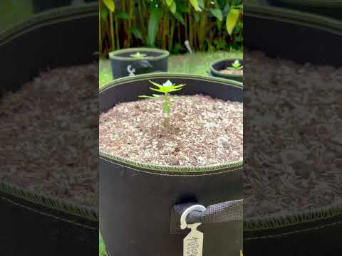 Super Critical#2 Day 18 | Homegrown Cannabis in Tropical Thailand | Outdoor Grow | #BudHead