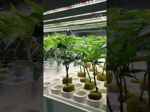 Thai Cannabis Farming: Aeroponics Magic