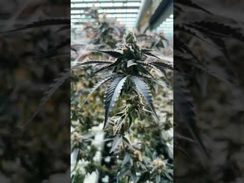 Thailand’s Aeroponic Farm: Harvest-Ready Beauty