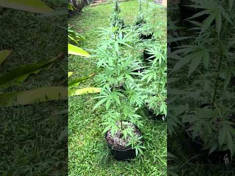 Velvet Day 38 | Homegrown Cannabis in Tropical Thailand | Weed Outdoor Grow | #BudHead