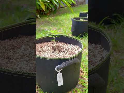 Velvet Moon Day 18 | Homegrown Cannabis in Tropical Thailand | Outdoor Grow | #BudHead