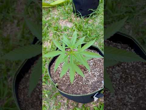 Velvet Moon Day 24 | Homegrown Cannabis in Tropical Thailand | Outdoor Grow | #BudHead