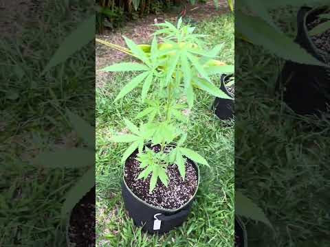 Velvet Moon Day 33 | Homegrown Cannabis in Tropical Thailand | Outdoor Grow | #BudHead
