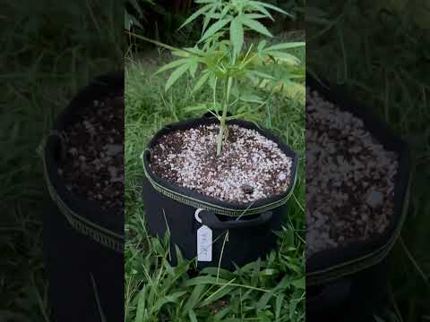 Velvet Moon Day 40 | Homegrown Cannabis in Tropical Thailand | Weed Outdoor Grow | #BudHead