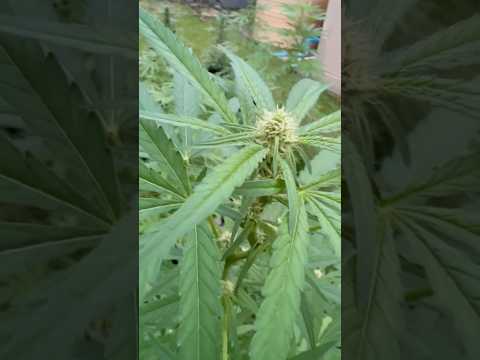 Velvet Moon Day 43 | Homegrown Cannabis in Tropical Thailand | Weed Outdoor Grow | #BudHead
