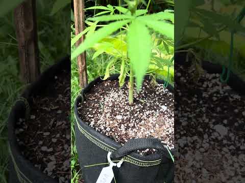 Velvet Moon Day 46 Homegrown Cannabis in Tropical Thailand Weed Outdoor Grow marijuana #BudHead