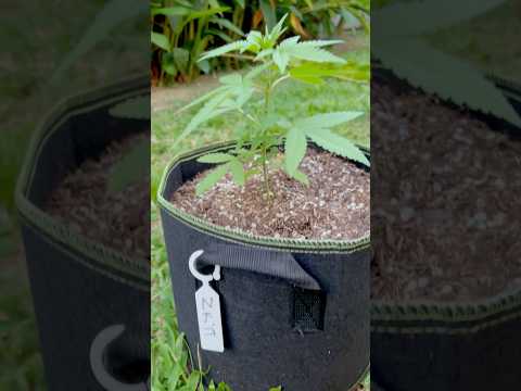Zkittles Day 24 | Homegrown Cannabis in Tropical Thailand | Outdoor Grow | #BudHead