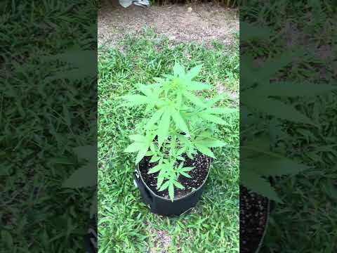Zkittles Day 33 | Homegrown Cannabis in Tropical Thailand | Outdoor Grow | #BudHead