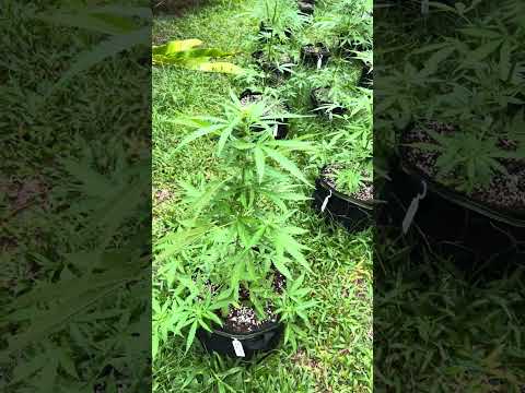 Zkittles Day 38 | | Homegrown Cannabis in Tropical Thailand | Weed Outdoor Grow | #BudHead