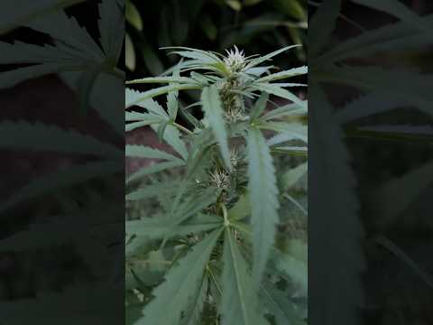 Zkittles Day 40 | Homegrown Cannabis in Tropical Thailand | Weed Outdoor Grow | #BudHead